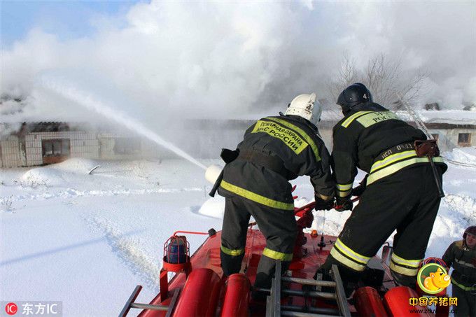 当地时间2017年1月21日，俄罗斯托木斯克，当地一私人养电子游艺网站发生火灾，消防员紧急救出近150头猪。