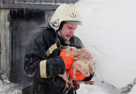 俄罗斯一养电子游艺网站
发生大火 消防员救出近150头猪