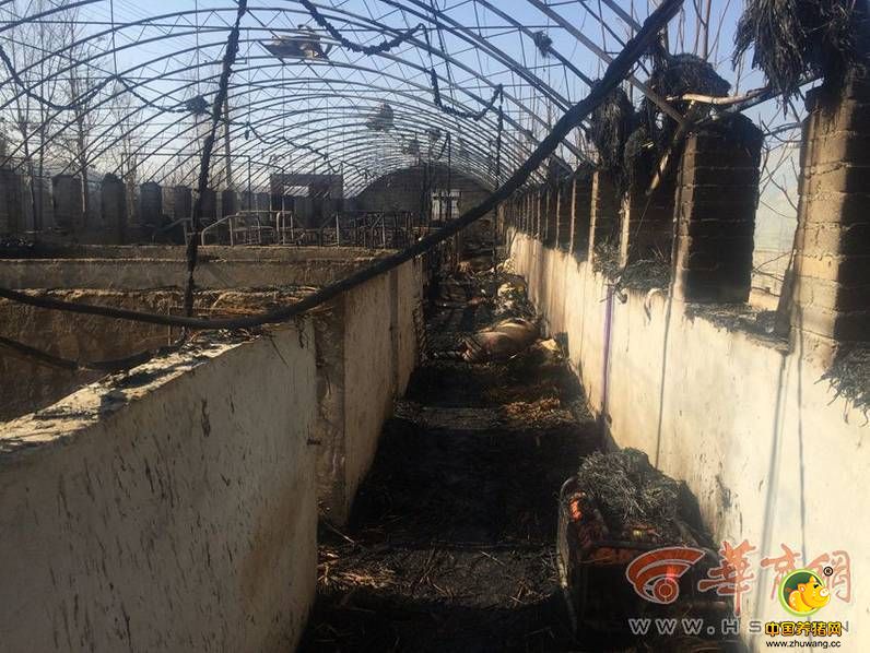 “线路老化引起的。”马有选的儿子指着棚里一截烧焦的电线说，大火就是从那里着起来的。马有选哽咽着说，这个养电子游艺网站厂是他2012年建的，建场的钱基本上都是向亲戚朋友借的。靠着全家人几年起早贪黑的努力，养电子游艺网站已经渐入正轨，本打算春节前卖了棚里这批小猪仔给别人还一部分钱，春节后再好好干一年，就可以还清所有债务，没成想到这场意外的大火将全家人的希望都给烧掉了。现在，他们的养电子游艺网站已经无力维持下去了，甚至连另外两大棚猪的饲料钱也拿不出来。