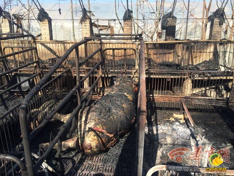1月12日上午11时许，陕西咸阳武功县游凤镇李家堡村，看着被烧得只剩下空架子的大棚，养电子游艺网站主人马有选欲哭无泪。大棚里，到处躺着被烧得面目全非的猪，让人很是心疼，不忍直视。大部分猪早已在凌晨的大火中被烧死，但仍有一些在苦苦挣扎。一头尾巴被烧掉的猪，拼命站起身子，却很快轰然倒下，嘴里发出不甘的哀嚎。大棚深处，七八只烧得发焦的小猪仔紧紧依偎在猪妈妈身边，本来再过10多天，就准备把它们卖到市场上去。