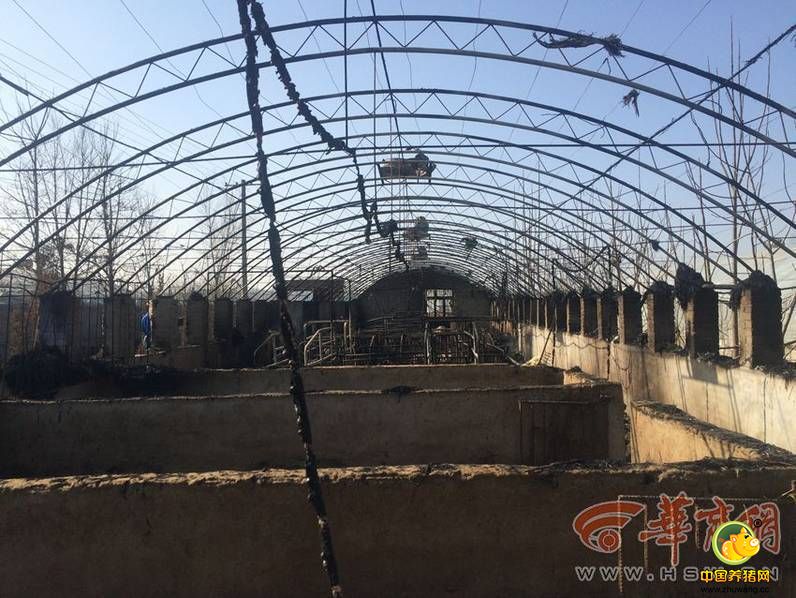 “烧得太快了，根本没法救。”马有选说，11日凌晨1时许，正在屋里睡觉的他突然被一阵急促的狗叫声惊醒。跑出去后才发现，一个大棚的中间起火了，当时火只有很小一团，他冲进大棚里想救猪，结果被里面四处弥漫的浓烟逼了出来。很快，火势就在塑料纸和草席做成的棚顶蔓延开来，根本来不及扑救。不到半个小时，整个大棚便被大火吞噬，大棚里猪的嘶叫声一片。