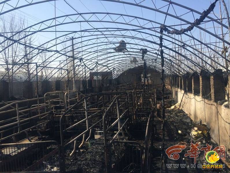 游凤镇分管农业的副镇长高有智说，事情发生后，镇上领导第一时间到现场了解情况，并积极帮助养电子游艺网站联系保险公司进行理赔。目前，他们已经然让镇畜牧站指导养电子游艺网站将死猪无害化处理后深埋，并对大棚进行清洗和消毒。鉴于养电子游艺网站损失不小，除了保险公司理赔外，镇上将通过畜牧无害化补助和政府临时救助两个途径，帮助他们恢复生产。