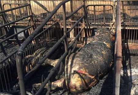 养电子游艺网站
凌晨起火 上百头猪被烤焦惨不忍睹