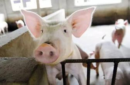 母猪配种后不返情还装怀孕，白白浪费我的饲料！