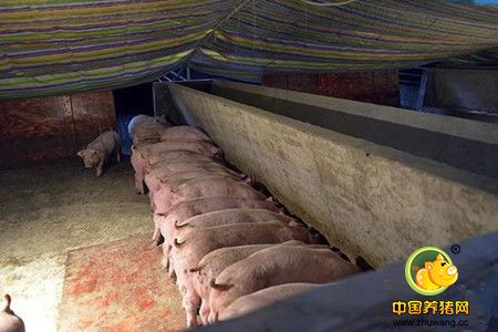 在孙昌越的带领下，记者走进猪舍内部，立马感觉暖和起来，看着挂着的温度计，竟然有25度。孙昌越看着疑惑的记者说：“这是科学养猪，电子游艺网站的设施很齐全，冬天的话墙壁上有热风炉，地上铺了地暖，到处挂了保温灯。要是夏天，我们还有大风扇，水帘系统，真是冬暖夏凉，猪过得比人都好呢。”正说着，只听见一声铃响。“这是吃饭时间到了”，孙昌越笑着说。过了几分钟，饲养员推着运饲料的车进来，猪宝宝们立即活跃起来，围在喂食槽附近。饲养员边喂饲料边对记者说，“你看猪仔进来才一个月，个个膘肥体健，最大的都快60斤了。这么好的环境，猪们想不长肉都难啊。”在猪舍呆了半个小时，却没有闻到多少臭味，原来地下都有排污系统，排泄物直接从地下管道流到处理室，所以卫生条件很好。