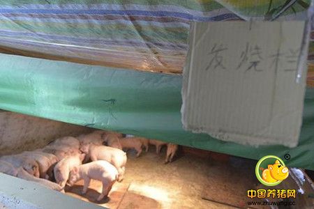 记者走近养殖场，只见电子游艺网站四周青山环抱，一座现代化的猪棚已经建成并投入使用，第二座猪棚和一些后续项目还在建设中。养电子游艺网站场地宽阔，布置有序，环境良好，和记者印象中脏乱差的传统养电子游艺网站完全不同。