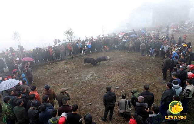 据了解，雅灰乡是丹寨县主要的黑毛猪专业养殖地，年产黑毛猪一万余头，年产值达2000万元。