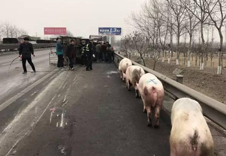 拉猪货车爆胎侧翻 致1猪死亡9猪受伤