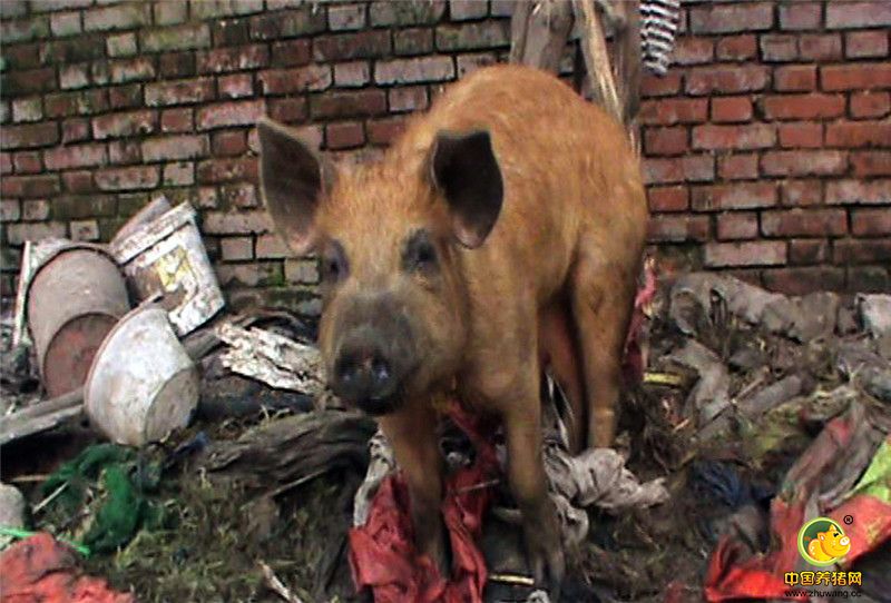 据老汉称，最近发生的事情把他气坏了，自己辛苦苦饲养的猪接连被人偷走了十来头，最大的少说也有700多斤了，接连丢猪的事情，可是把他气的不轻!