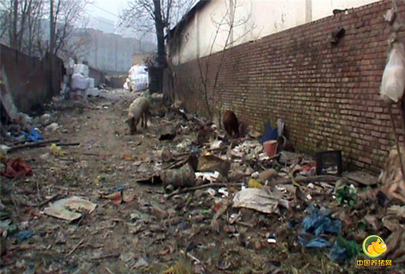 据了解，老人养猪的胡同位于三环以内，临近铁路，相关部门也曾经在卫生检查时对养猪的胡同环境提出过整改要求，但老人在胡同养猪属于历史遗留问题，加上老人年事已高，管理人员只能尝试着劝说老人别再养猪!
