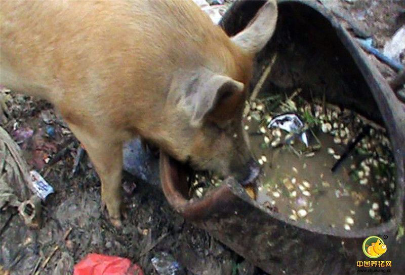 有附近居民称，老人年纪大，也没有其他收入来源，每天走街串巷为猪找吃的，并在脏乱的胡同中和猪居住在一起，实在可怜，真希望有救助部门能帮老人解决吃住问题，有个养老院啥的能让老人吃穿无忧，安享晚年。