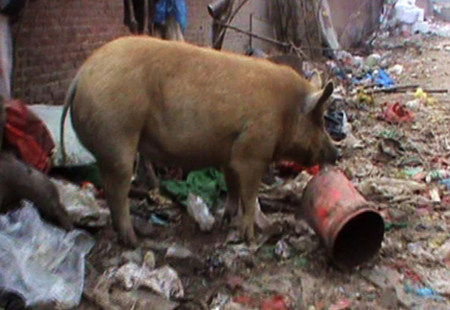 老人胡同里养猪50年 接连丢猪十多头