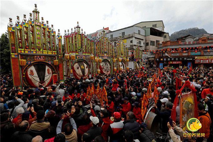三峡祖师庙神猪祭源起先民来到三莺与桃园大溪屯垦时，常遭野兽及原住民攻击，才会杀猪祭山神，后与祖师爷大年初六诞辰活动结合，成就今日神猪祭。神猪祭每年由刘姓、大集、陈姓、林姓、中庄集、李姓、王姓等七股轮值，今年轮回第一股刘姓，有5户饲养大猪公参赛。图为游行途中，民众争相抢拍获奖神猪沾喜气。