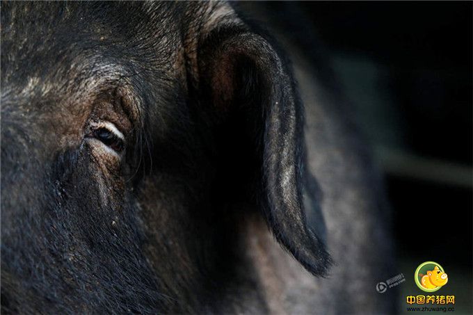 然而，神猪祭典近年也屡遭动物保护团体抗议，庙方坦言两难，但基于尊重地方信仰，今年仍配合持续举办。新北市动保处去年底也到5户大猪公饲主家中检查，确认没有不人道喂养；庙方也配合宣导，不公开宰杀，盼在信仰文化和动保间取得平衡。图为获得特等奖的神猪。