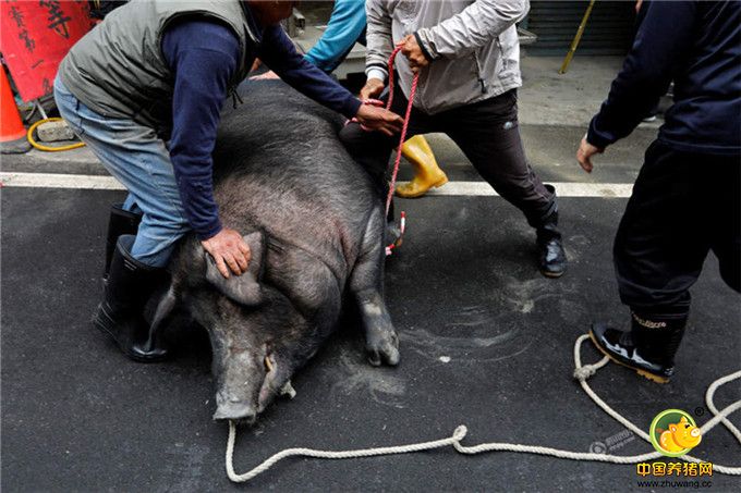 祭祀者将获得特等奖的神猪捆绑起来准备宰杀。
