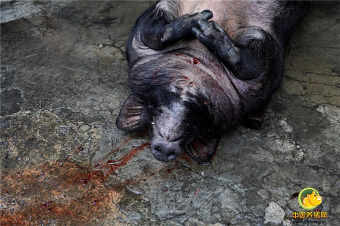 获得特等奖的神猪被宰杀。