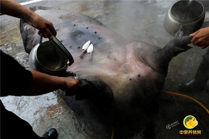 祭祀者用热水将获得特等奖的神猪去毛。