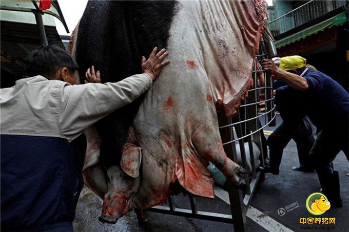 一头神猪被宰杀后挂在架子上。