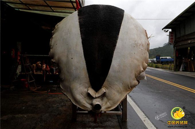 挂在架子上的神猪。