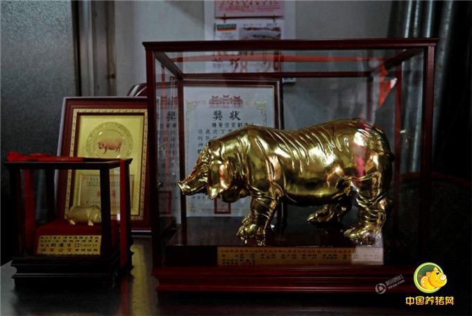 获奖者家中摆放着金灿灿的神猪奖杯。