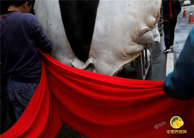 祭祀者用红布装饰挂在架子上神猪。