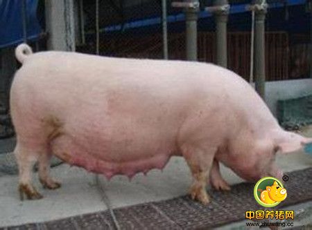 原来怀孕后期母猪水肿的原因是这样！