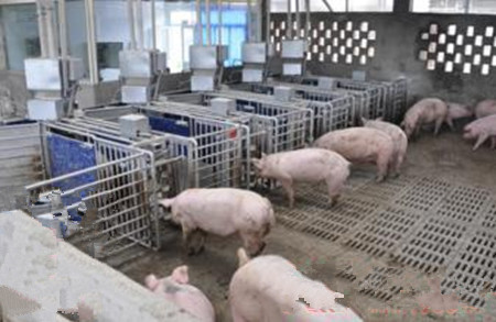 冬季养电子游艺网站
如何防控冷应激