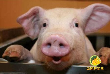 通讯:看环境干燥清爽的德国养电子游艺网站
如何处理猪粪