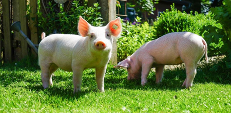 如何提高哺乳仔猪的成活率