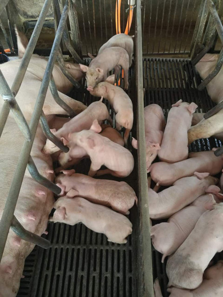 丰强生泰对保育仔猪腹泻的防治和生长性能的研究