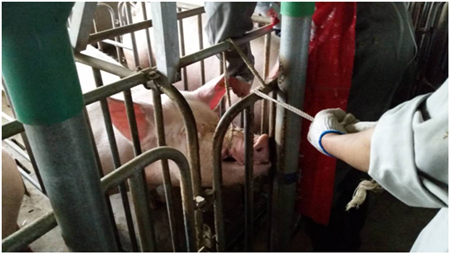 母猪检测，教您如何抽血（图文）