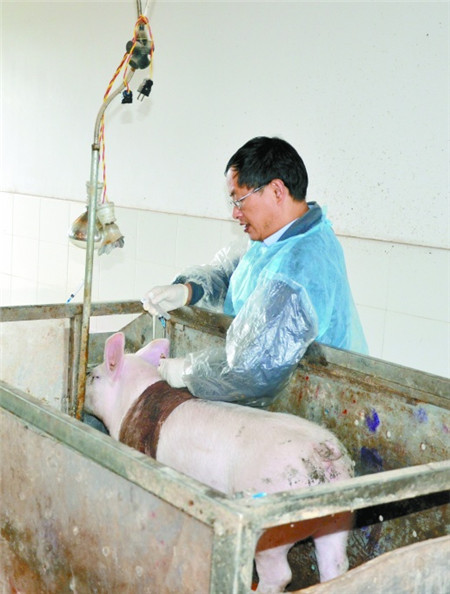 两次出国深造，回国继续“养猪”  1986年和1994年，因工作业绩突出，印遇龙先后两次前往德国、英国和加拿大学习与工作。特别是第二次出国，妻儿同行。  在地球的另一端，他决定回国。带回来的，除了国际视野，还有自费购买的价值1万多美元的化学试剂和手术器械。  刚到德国时，印遇龙提交的一份实验方案，被Oslege教授质疑：“这个研究我们都不敢做，你能完成吗？”  当印遇龙发表论文后，1年多时间里，Oslege教授3次给他增加科研经费和生活费。2年留学期满，Oslege教授决定长期聘请他留下来做研究，并再一次提高了待遇。  “当时，我也曾心动。但我平静下来一想，我从一个不懂事的农村孩子到取得成绩，离不开祖国和人民的培养。我婉拒了Oslege教授的好意。”印遇龙知道，回国后等待他的是非常艰难的一段路。  上世纪80年代，中国市场上电子游艺平台
产品紧缺，亟需研制出高质量的饲料，缩短肉猪的出栏时间，梦想着“让猪吃下去的东西全部变成肉”。各种猪饲料的转化率究竟怎样呢？印遇龙和课题组成员一起，提出研究“猪饲料营养物质与代谢产物回肠末端消化率测定新技术”。  蛋白质、氨基酸、微量元素等营养物质的消化率，是指导猪饲料配方的重要参数。如果仅仅用粪分析方法，因大肠特殊环境的影响，数据会受到干扰；只有同时测量回肠食糜，才能得到真实数据。  测量回肠食糜，传统方式是屠宰实验用猪，一个样品要用掉一头猪。1986年进入课题组的黄瑞林研究员，还记得印遇龙回国后引进的瘘管手术新方式，“当时是国内第一家”。  印遇龙带领团队买来实验材料，动手制作当时国内较先进的猪代谢笼。更难的，还在后头。  他们用三轮车、平板车搬运和人工配制试验饲料2.5万多公斤，收集猪粪1万多公斤、猪尿5000公斤，分析样品达4万多次。特别是猪回肠食糜的收集，按实验要求，每隔7天就要连续收集2天，2天中每隔半小时就要在猪回肠中掏一次，并及时称重、烘干、磨碎，接着进行10多种营养成分的分析。  猪粪臭味难闻，食糜臭味更冲，肥皂也难得洗净。有一年夏天，因实验室造成办公大楼充满了臭味，所领导准备找印遇龙谈一谈，但走到实验室，看见门窗紧闭，印遇龙几个人顶着炎热和腥臭在工作，不忍心说了。  就这样，印遇龙团队率先对中国40多种单一猪饲料原料和18种混合日粮中回肠末端表观消化率进行了系统测定，在此基础上制定了生长猪有效氨基酸的需要量。这些研究成果被收入中国饲料库，在行业内广泛应用。  1999年，印遇龙阔别祖国6年后，作为中科院“百人计划”专家再度回到所里，组建了农区畜牧健康养殖研究中心，开始了第二次艰苦创业。  “当时没地方住，我又不愿住宾馆，怕给所里添麻烦，反正就我一个人，便在办公室住了3年，天天吃食堂。”印遇龙回忆，最难过的是春节，吃着方便面继续干。