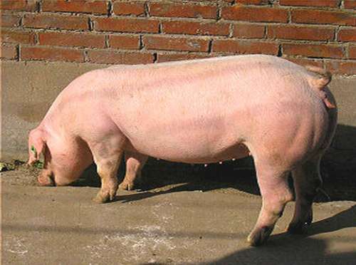 2017年3月27日全国各地区种猪市场最新价格行情