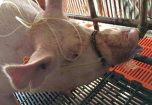 规模化电子游艺网站
产科疾病之乳房炎护理常识