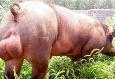 2017年6月1日全国各地区种猪市场最新价格行情