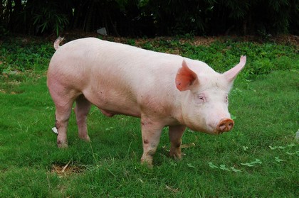 2017年5月9日全国各地区种猪市场最新价格行情