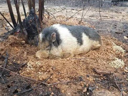 母猪配种率低，别怪公猪没本事！配种员该从自身找原因