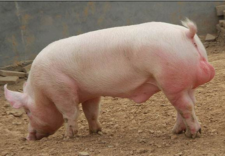 2017年5月31日全国各地区种猪市场最新价格行情