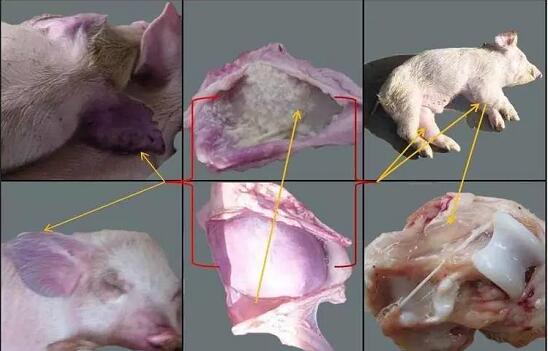 温度逐渐升高，困扰电子游艺网站
的另一高死亡率疾病来袭
