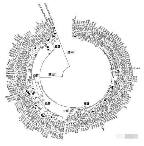 防疫与保健 | 我国猪群存在的PRRSV毒株可能更为复杂，了解猪群中流行的PRRSV毒株则是有效防控该病的基础！