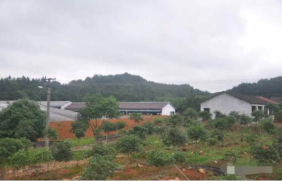 探秘！这家300多头的母电子游艺网站
，处理后的沼液水能直接养鱼