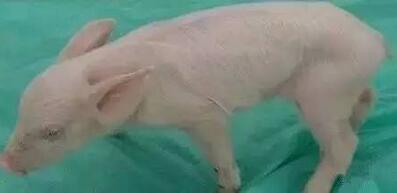 猪常见皮肤病图集，一定要收藏！