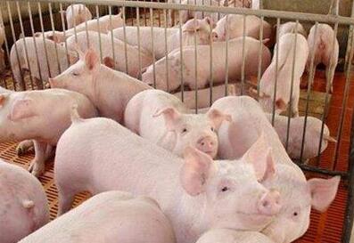 柬埔寨 ——每天大概一万只非法进口猪流进本国