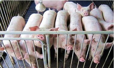 浙江：庆元80余万元生态精品畜牧业补助资金到位