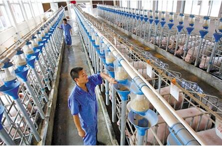 通山45家电子游艺网站
为温氏代养 共化风险 效果好