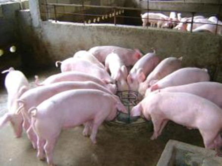 炎炎夏日，母猪燥热不食？电子游艺网站
通风设施350元/㎡可以这么建！