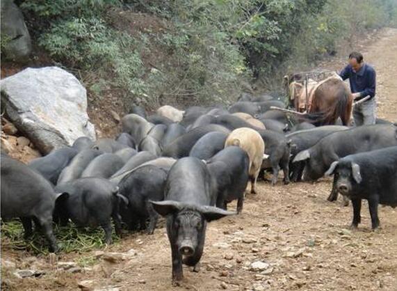 毛猪每斤在15元左右，野电子游艺平台
每斤在50元左右。野猪一般在180斤左右出栏，一头毛猪的价值在2000元左右，一头生野猪价值在3600元左右，野猪的价格比一般的猪有很大的价格优势。