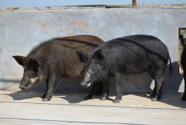 野猪一般需要饲养一年左右才能出栏，野猪的没有统一的市场制度，这就造成野电子游艺平台
不能像普通电子游艺平台
那样在市面上流通，所以寻求销路是目前养殖野猪的一大障碍。