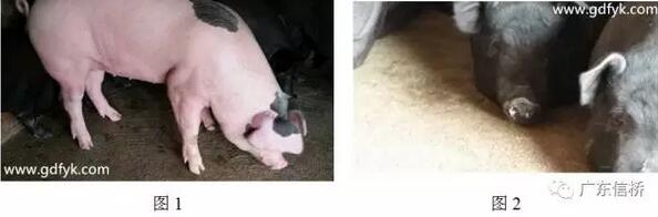 口蹄疫免疫知识知多少