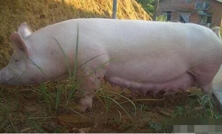 猪繁殖与呼吸综合征：防控本病的方法依赖综合防控，目前有弱毒疫苗和灭活苗，弱毒疫苗有散毒的危害，所以只能限制在疫区污染电子游艺网站
使用，不能扩大使用范围，免疫预防在不同猪群的效果存在有差异，对于处于活跃状态的猪群是有所帮助的，能稳定和控制疫情，感染稳定场主要是对后备猪群免疫，排毒期结束后再混群，阴性猪群建议不免疫，而应重点强调生物安全措施。